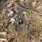 Schneckengruppe